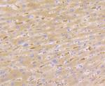 Nudel Antibody in Immunohistochemistry (Paraffin) (IHC (P))