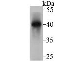 Nudel Antibody in Western Blot (WB)