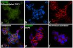 TYROBP Antibody in Immunocytochemistry (ICC/IF)