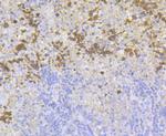 Carbonic Anhydrase I Antibody in Immunohistochemistry (Paraffin) (IHC (P))