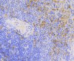 Carbonic Anhydrase I Antibody in Immunohistochemistry (Paraffin) (IHC (P))