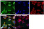 IQGAP1 Antibody in Immunocytochemistry (ICC/IF)