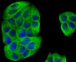 IQGAP1 Antibody in Immunocytochemistry (ICC/IF)