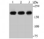 IQGAP1 Antibody in Western Blot (WB)