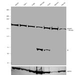 IQGAP1 Antibody in Western Blot (WB)