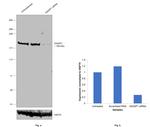 IQGAP1 Antibody in Western Blot (WB)