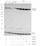 CAF1 p150 Antibody