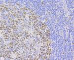 CAF1 p150 Antibody in Immunohistochemistry (Paraffin) (IHC (P))