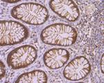 CAF1 p150 Antibody in Immunohistochemistry (Paraffin) (IHC (P))