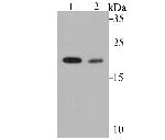 COMT Antibody in Western Blot (WB)