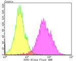 UNC84A Antibody in Flow Cytometry (Flow)