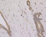 UNC84A Antibody in Immunohistochemistry (Paraffin) (IHC (P))