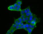 FKBP4 Antibody in Immunocytochemistry (ICC/IF)