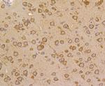 FKBP4 Antibody in Immunohistochemistry (Paraffin) (IHC (P))