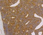 FKBP4 Antibody in Immunohistochemistry (Paraffin) (IHC (P))