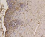 FKBP4 Antibody in Immunohistochemistry (Paraffin) (IHC (P))