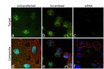 CtBP1 Antibody