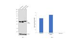 CtBP1 Antibody in Western Blot (WB)