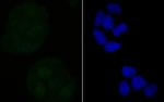 RXRA Antibody in Immunocytochemistry (ICC/IF)