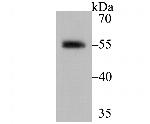 RXRA Antibody in Western Blot (WB)