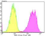 SNX1 Antibody in Flow Cytometry (Flow)