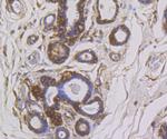 SNX1 Antibody in Immunohistochemistry (Paraffin) (IHC (P))