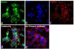 RACK1 Antibody in Immunocytochemistry (ICC/IF)