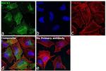 RACK1 Antibody in Immunocytochemistry (ICC/IF)