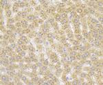 RACK1 Antibody in Immunohistochemistry (Paraffin) (IHC (P))