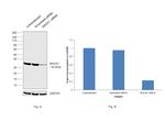 RACK1 Antibody