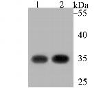 RACK1 Antibody in Western Blot (WB)