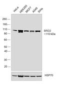 BRD2 Antibody in Western Blot (WB)