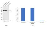 BRD2 Antibody in Western Blot (WB)