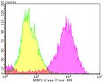 BANF1 Antibody in Flow Cytometry (Flow)