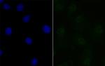 BANF1 Antibody in Immunocytochemistry (ICC/IF)