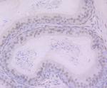 BANF1 Antibody in Immunohistochemistry (Paraffin) (IHC (P))