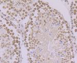 BANF1 Antibody in Immunohistochemistry (Paraffin) (IHC (P))