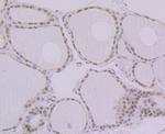 BANF1 Antibody in Immunohistochemistry (Paraffin) (IHC (P))