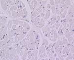 BANF1 Antibody in Immunohistochemistry (Paraffin) (IHC (P))