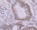 BANF1 Antibody in Immunohistochemistry (Paraffin) (IHC (P))