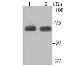 KARS Antibody in Western Blot (WB)