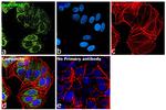 Aconitase 2 Antibody in Immunocytochemistry (ICC/IF)