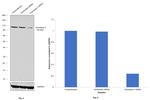 Aconitase 2 Antibody in Western Blot (WB)