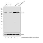 Aconitase 2 Antibody in Western Blot (WB)