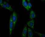 Aconitase 2 Antibody in Immunocytochemistry (ICC/IF)