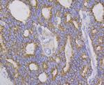 Aconitase 2 Antibody in Immunohistochemistry (Paraffin) (IHC (P))