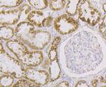 Aconitase 2 Antibody in Immunohistochemistry (Paraffin) (IHC (P))