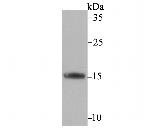 FIS1 Antibody in Western Blot (WB)