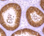 XPO5 Antibody in Immunohistochemistry (Paraffin) (IHC (P))