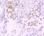 XPO5 Antibody in Immunohistochemistry (Paraffin) (IHC (P))